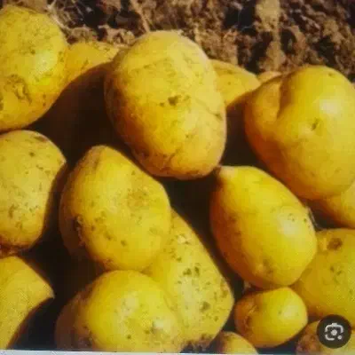 سیب زمینی آگریا|خدمات باغبانی و درختکاری|دیواندره, |دیوار