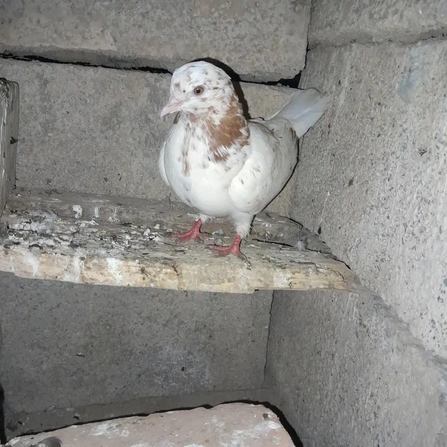 کفترها خوبن|حراج|آق قلا, |دیوار