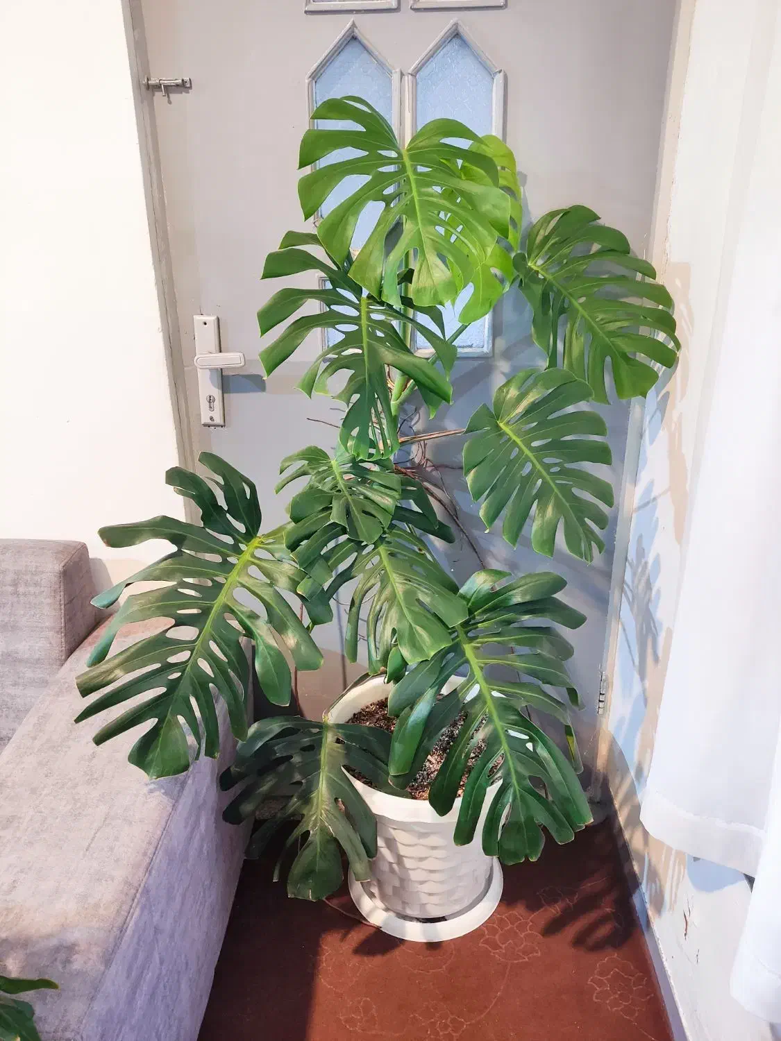 گل زیبای مانسترا ، برگ انجیری|گل و گیاه طبیعی|آمل, |دیوار