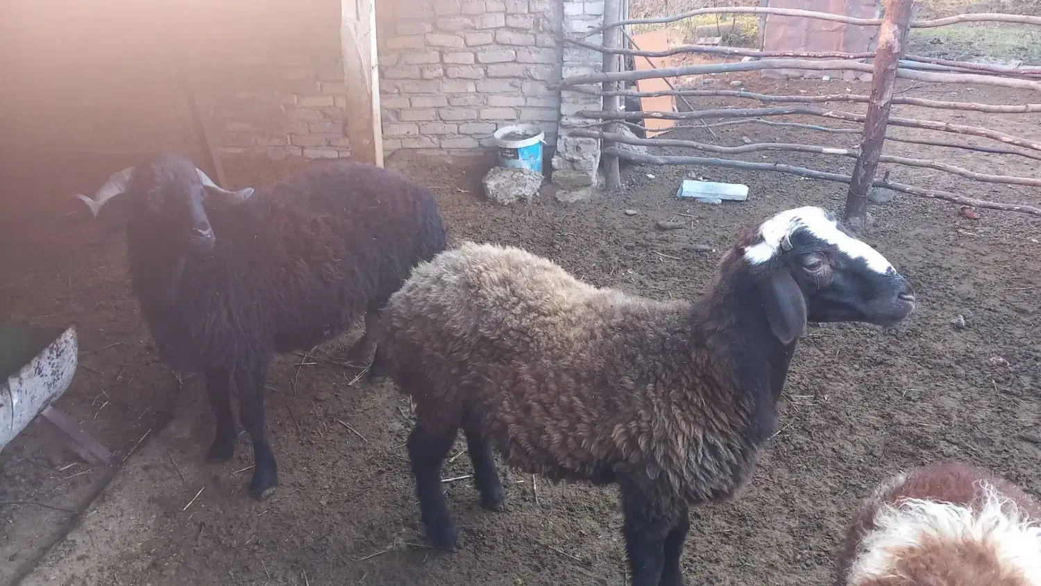 بره نر چاق پرواری|حیوانات مزرعه|خان ببین, |دیوار