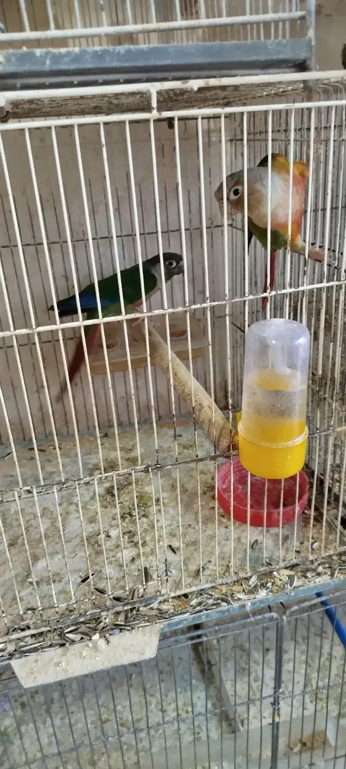 قناری|پرنده|خوی, |دیوار