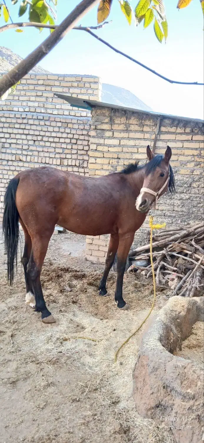 اسب مادیان|اسب و تجهیزات اسب‌سواری|الشتر, |دیوار