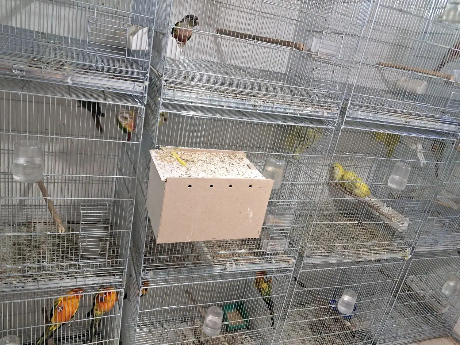 گرینچیک مولد|پرنده|اهواز, کوی رمضان|دیوار