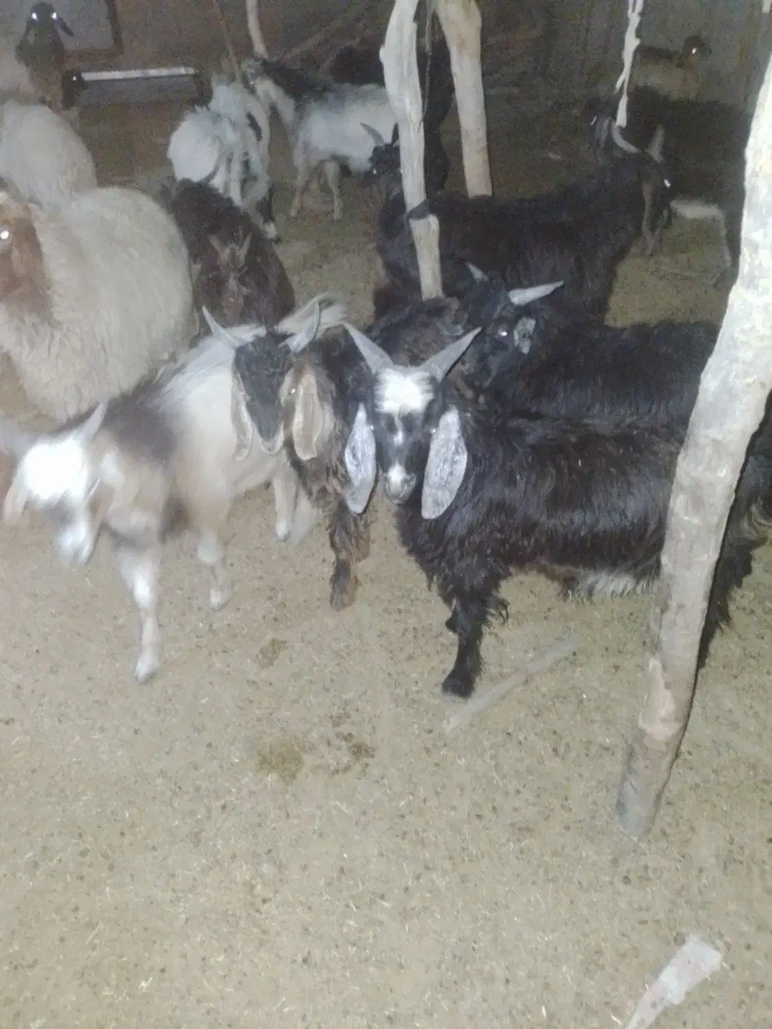 بز غاله|حیوانات مزرعه|دهلران, |دیوار