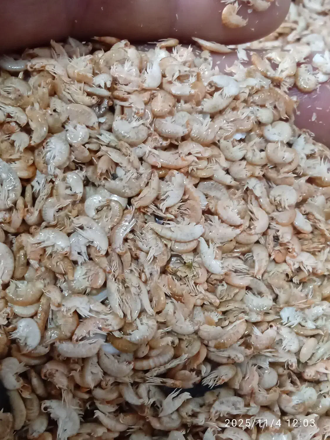 غذای ماهی گاماروس|لوازم جانبی حیوانات|چابکسر, |دیوار