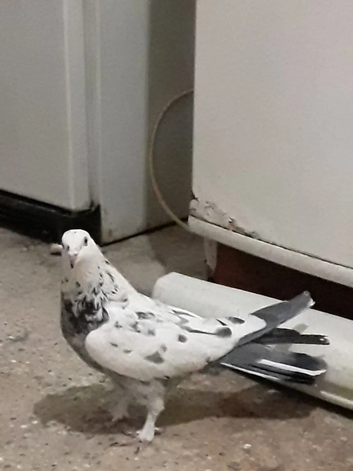 کبوتر اصفهانی|پرنده|خمینیشهر, |دیوار