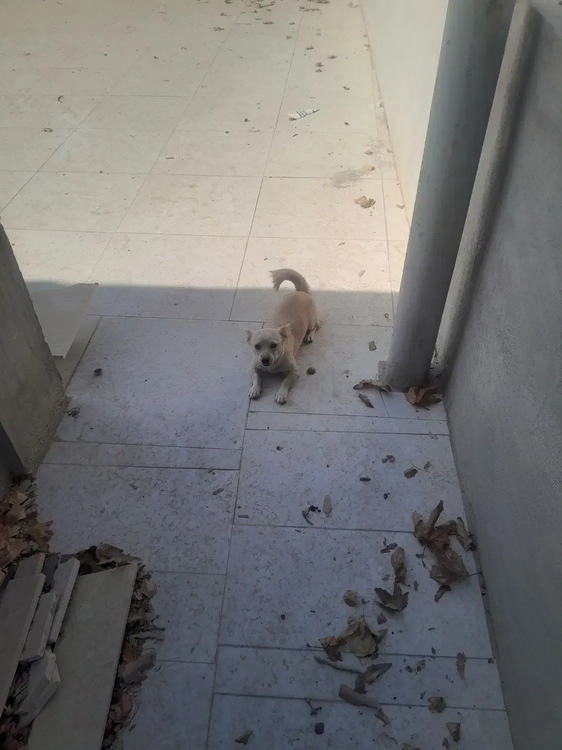 واگذاری سگ پامر|سگ|خمینی‌شهر, |دیوار