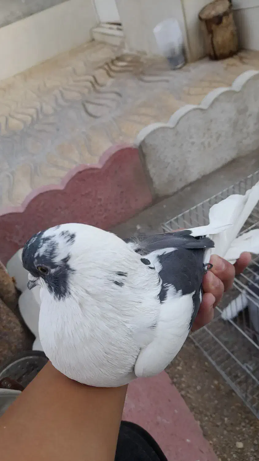 بهترین کبوتر|پرنده|شاهین دژ, |دیوار