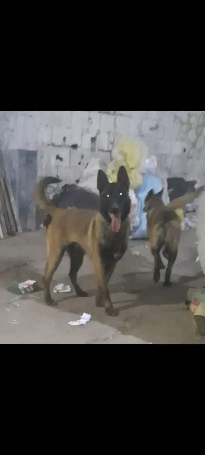 سگ مالینویز|سگ|رباط‌کریم, نصیرشهر|دیوار