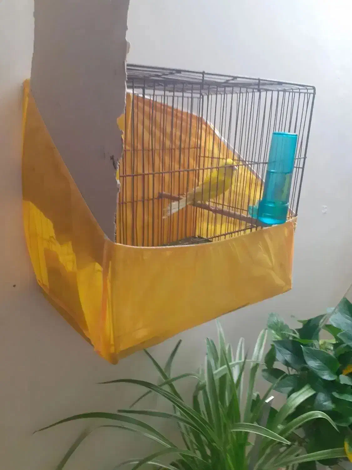 قناری رسمی بلندقرص معاوظه باامپلی ماشین|پرنده|محمدشهر, شهرک پیام (مهرالبرز)|دیوار