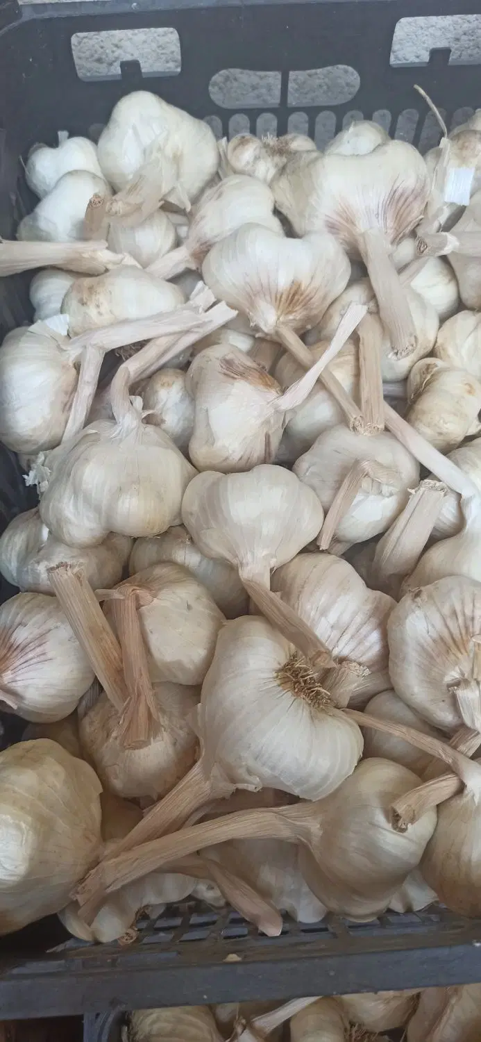 سیر|خوردنی و آشامیدنی|بروجرد, |دیوار