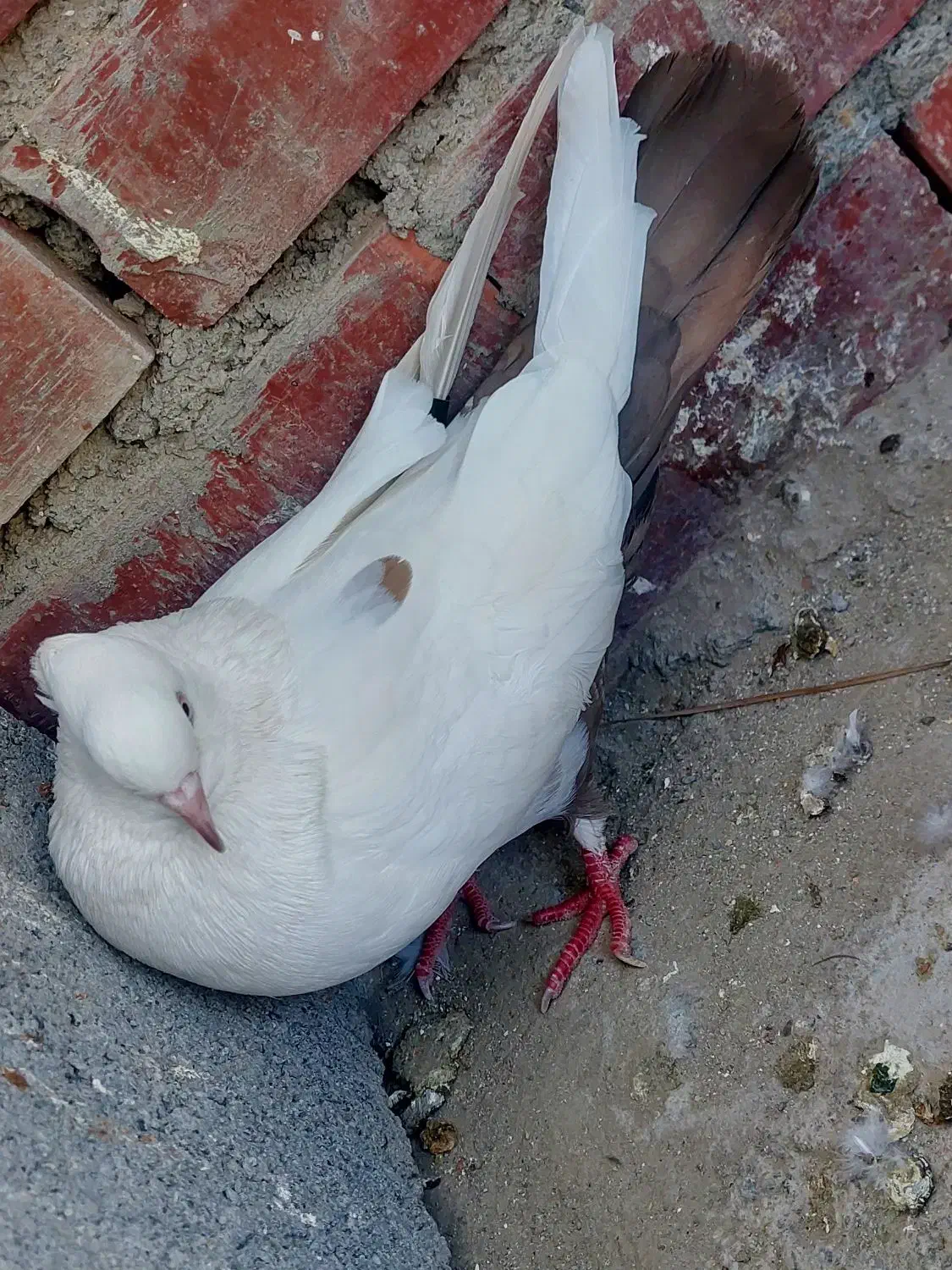 پرنده کله ای سور دومبی|پرنده|کهنوج, |دیوار