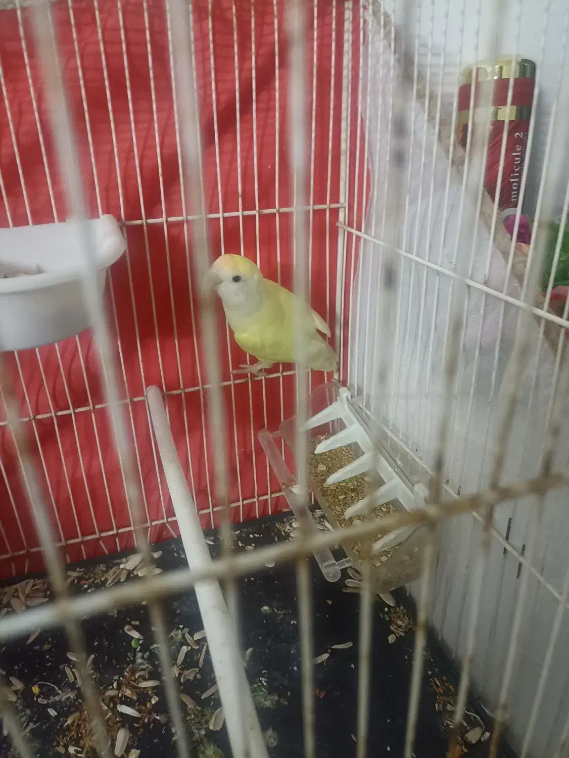 کوتوله قفس چوبی|پرنده|مشهد, ایوان|دیوار