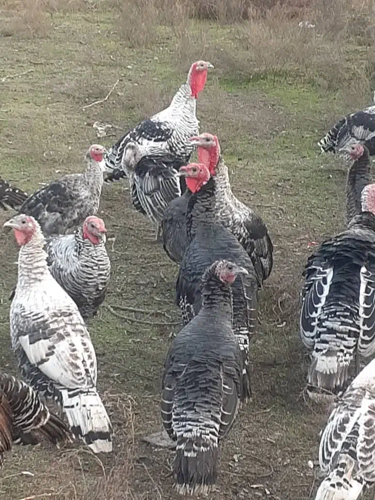 فروش بوقلمون در بیله سوار|حیوانات مزرعه|اردبیل, |دیوار