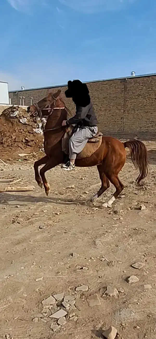 مادیون کرد|اسب و تجهیزات اسب‌سواری|باقرشهر, |دیوار