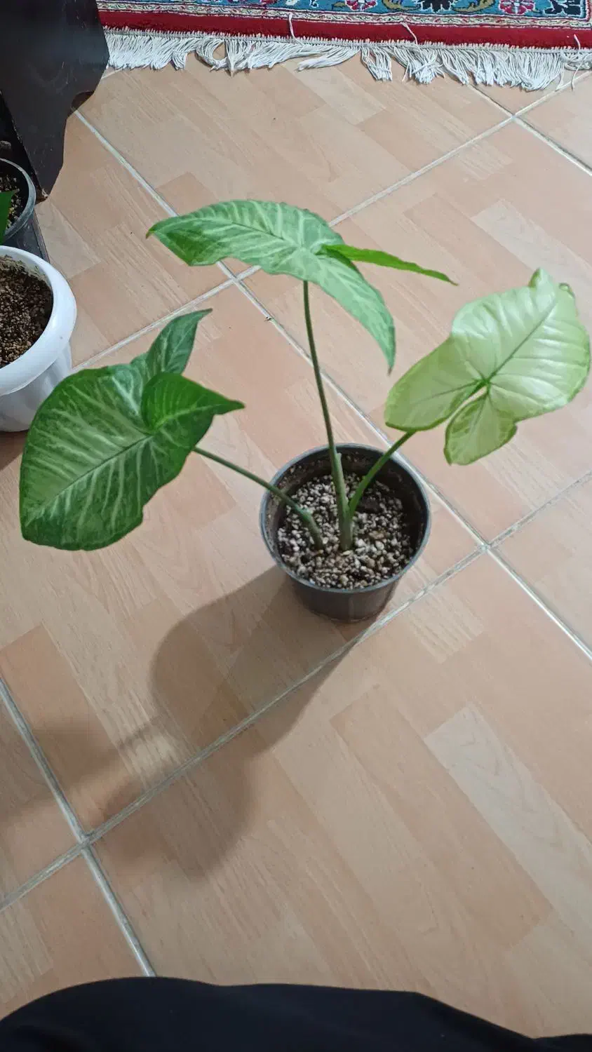 سینگونیوم|گل و گیاه طبیعی|شیروان (خراسان), |دیوار