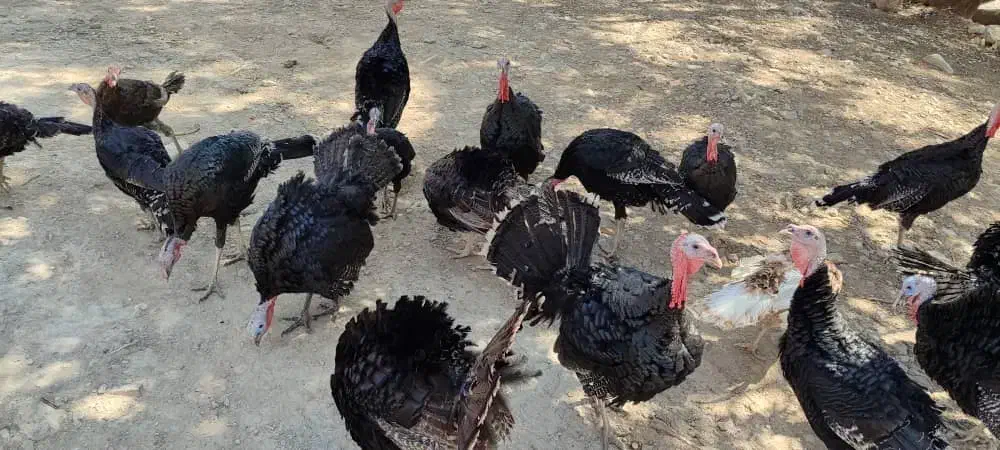 فروش بوقلمون محلی|حیوانات مزرعه|فیروزآباد (فارس), |دیوار