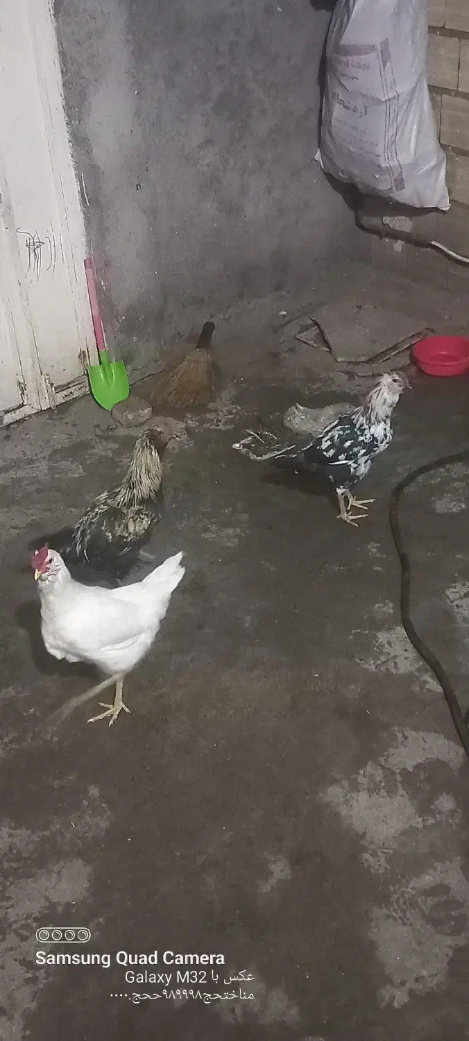 نیمچه خروس گلین|حیوانات مزرعه|میانه, |دیوار