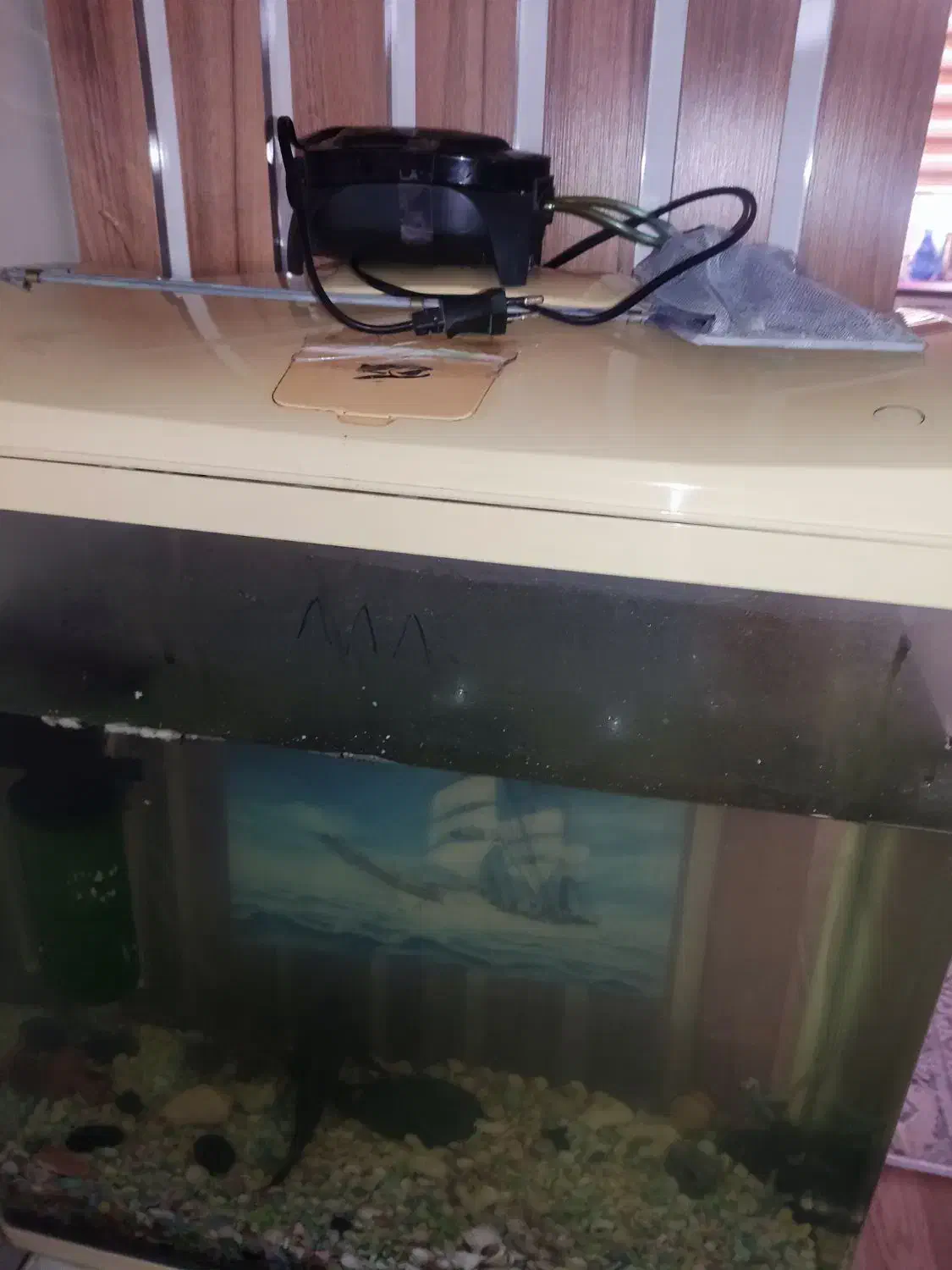 آکواریوم|ماهی|تبریز, |دیوار