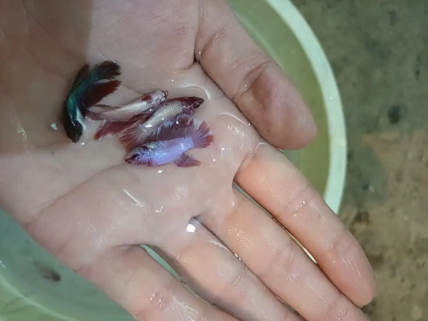 فایتر نر ۱بندی|ماهی|گنبد کاووس, |دیوار