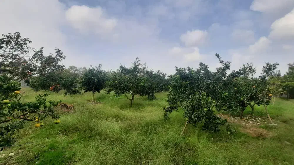 ویلا باغ ۲۰۰۰ متری /سند و جواز ساخت/یه ربع تا ساحل|فروش خانه و ویلا|سرخرود, |دیوار