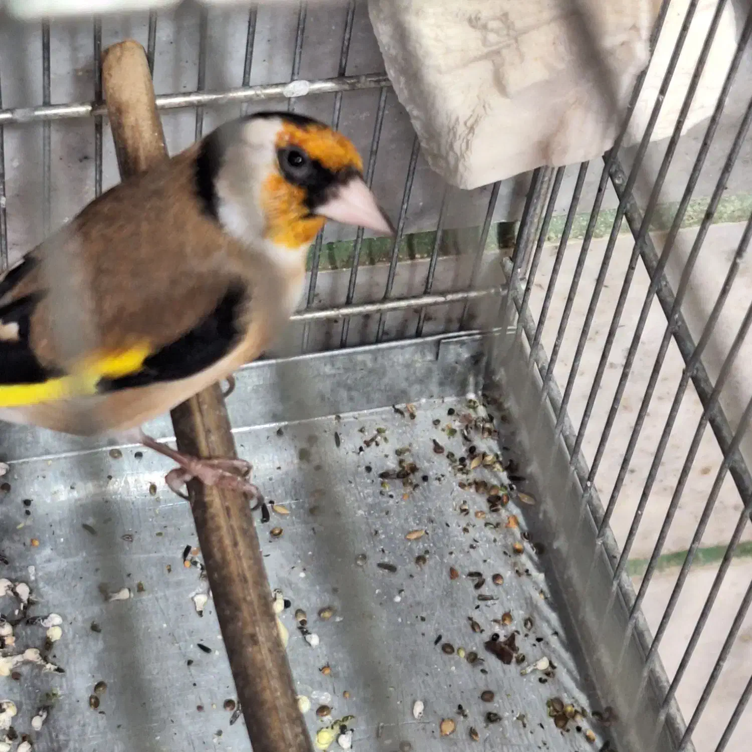 سهره جوجه قفس|پرنده|کرج, حصارک بالا|دیوار