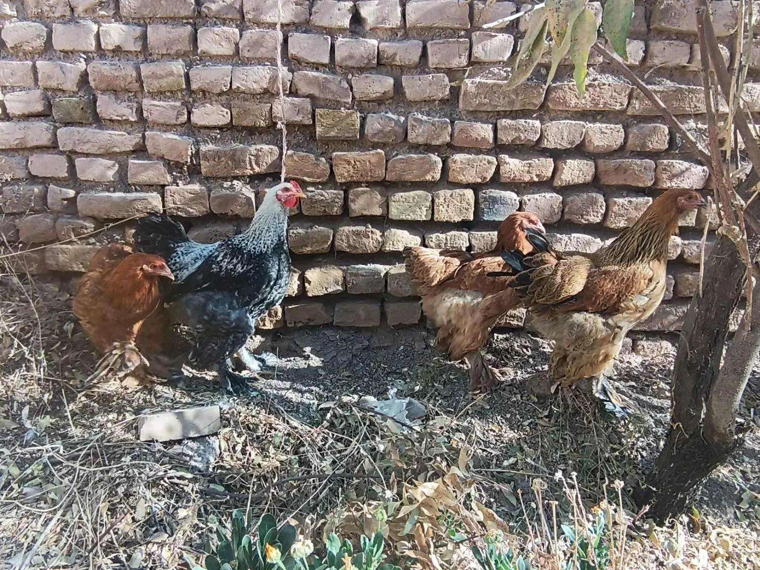 جوجه برهما|حیوانات مزرعه|تربت جام, شاهد|دیوار