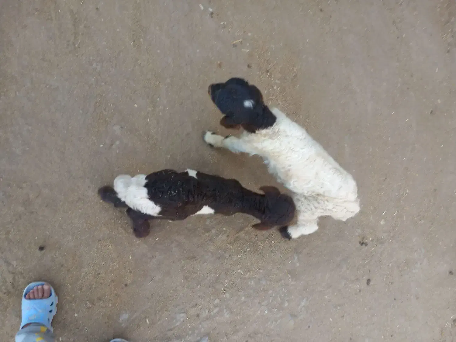 برو شیری ،ورک|حیوانات مزرعه|سرپل ذهاب, |دیوار