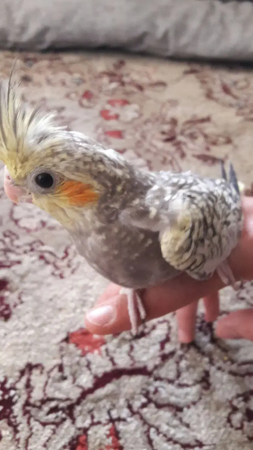 جوجه|پرنده|قم, پامنار|دیوار