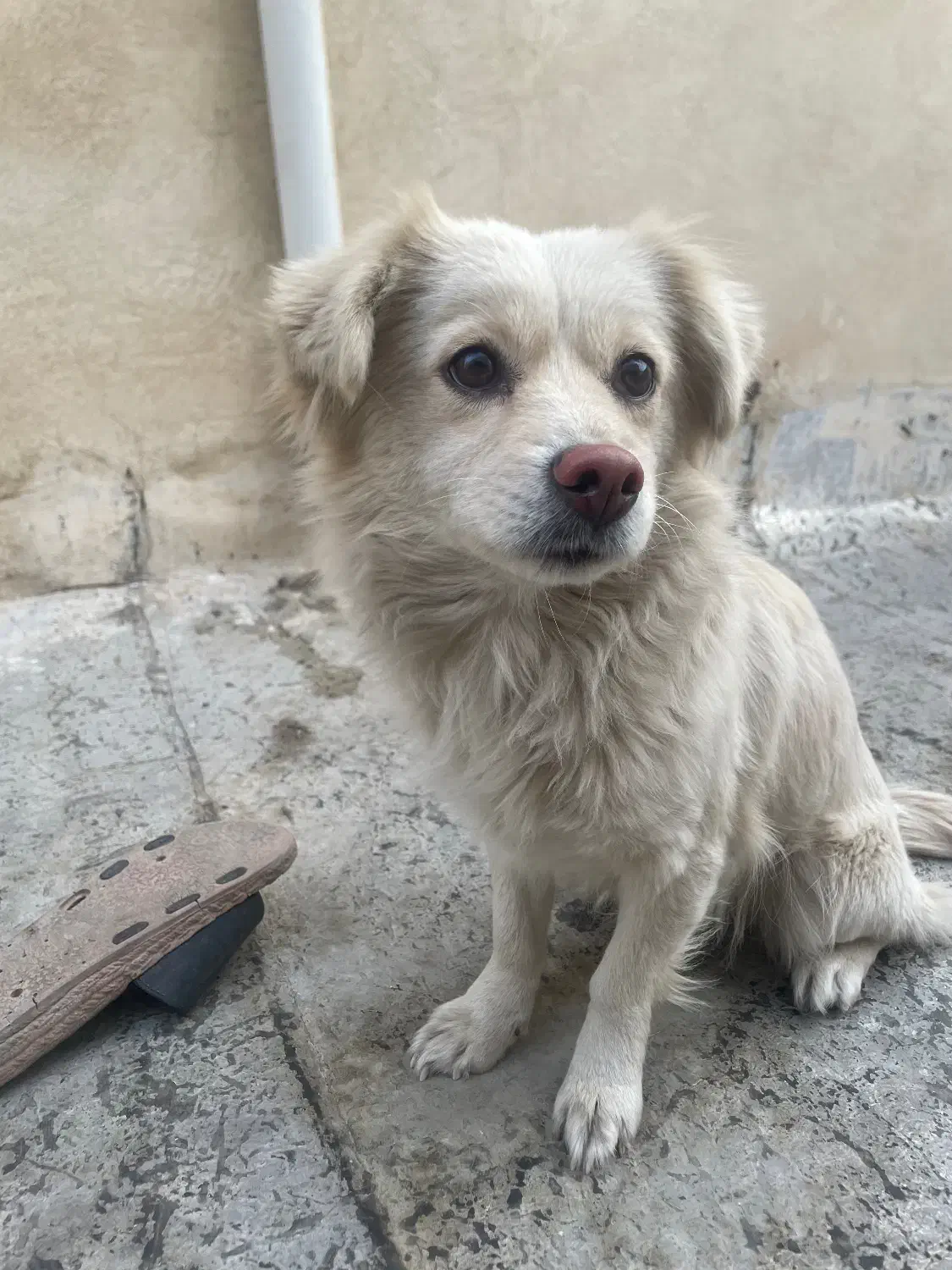 سگ اشپیتز ماده|سگ|گلستان (تهران), |دیوار