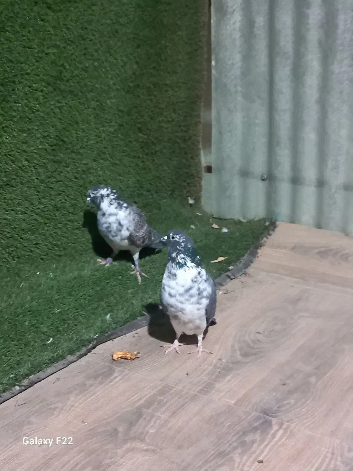 کبوتر قاره نر|پرنده|هشتگرد, شهرک راه آهن|دیوار