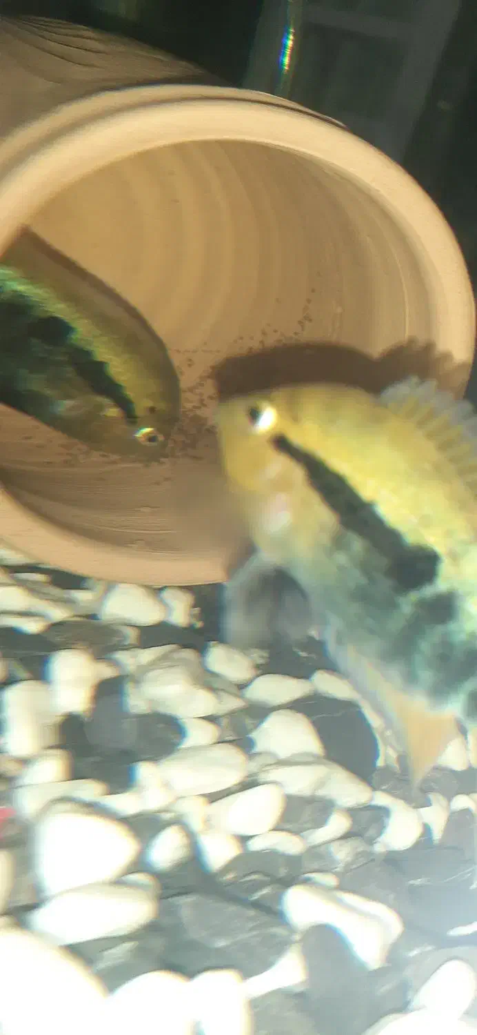 ماهی آکواریوم براش افرا مولد جفت|ماهی|شیراز, فرودگاه شهید دستغیب شیراز|دیوار