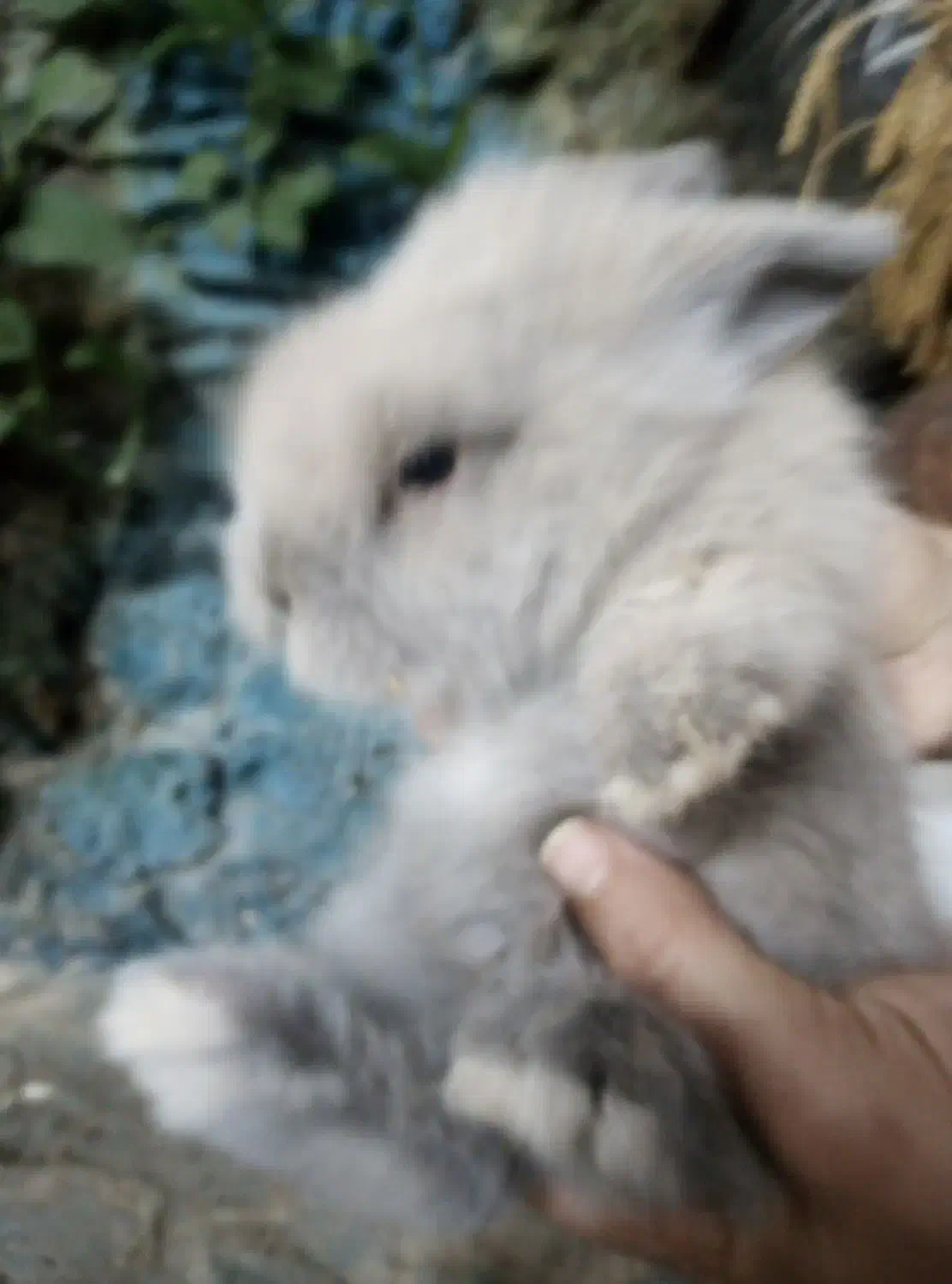 بچه خرگوش لوپ اصل|موش و خرگوش|فردوس (خراسان), |دیوار