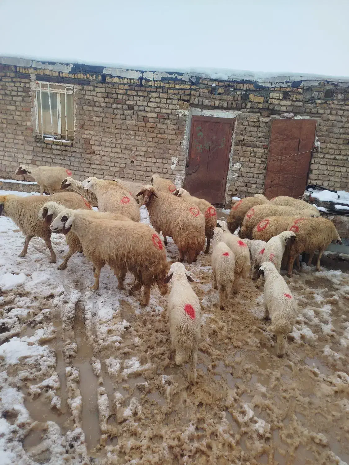 گوسفند میش بره|حیوانات مزرعه|کوزران, |دیوار