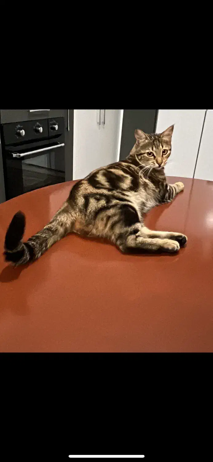 گربه گمشده|حیوانات|کرمان, |دیوار