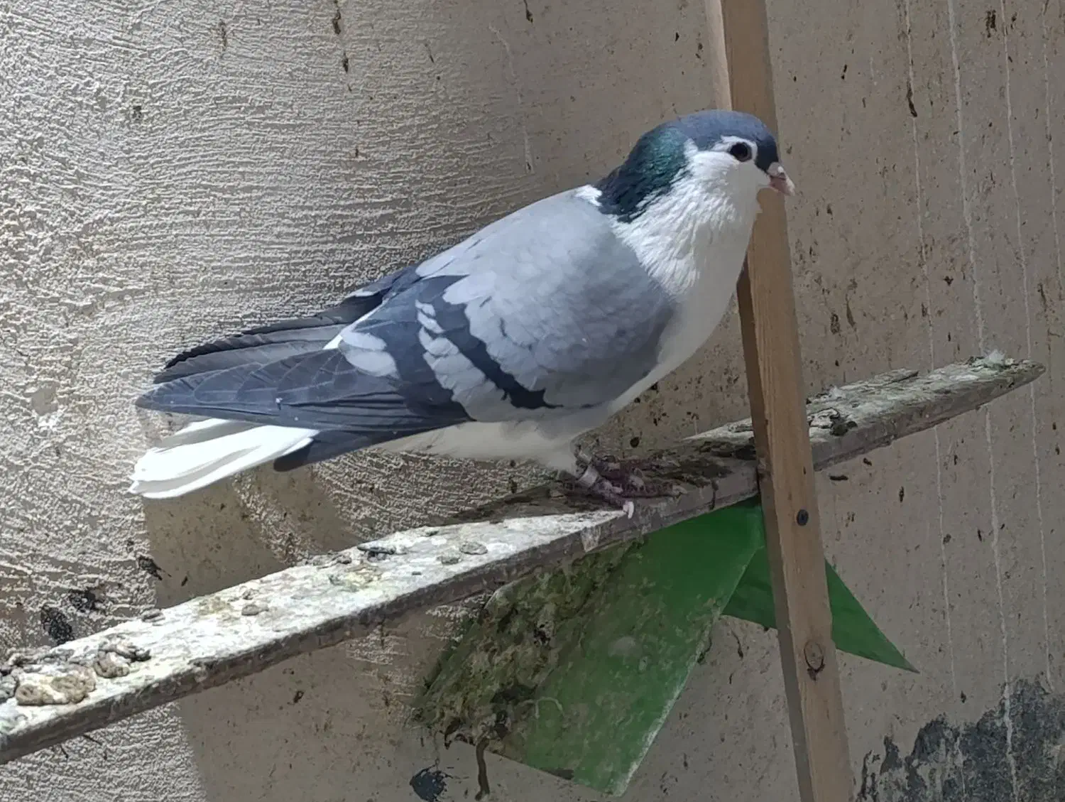 کبوتر خرقه روس ضمانتی|پرنده|بافق, |دیوار