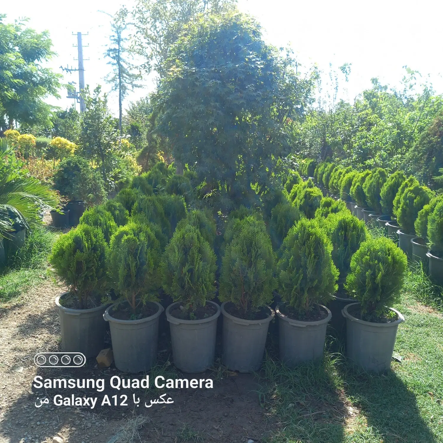 خدمات باغبانی گل کاری وهرس کاری در سرا سر تهران|خدمات باغبانی و درختکاری|تهران, نیروی هوایی (پیروزی)|دیوار