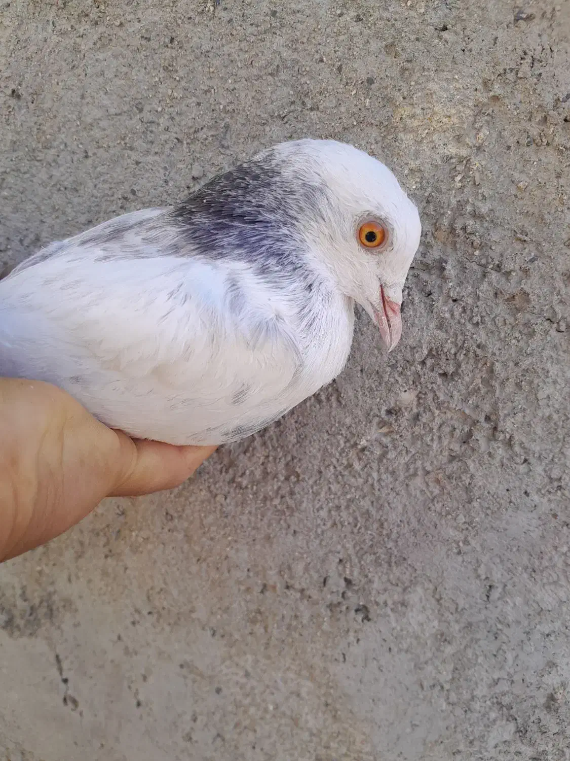 هشت عدد پاکستانی|پرنده|زالیان, |دیوار