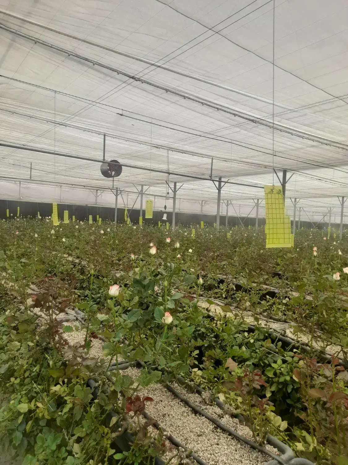 نیازمند نیروی کار|استخدام صنعتی، فنی، مهندسی|شهرکرد, |دیوار