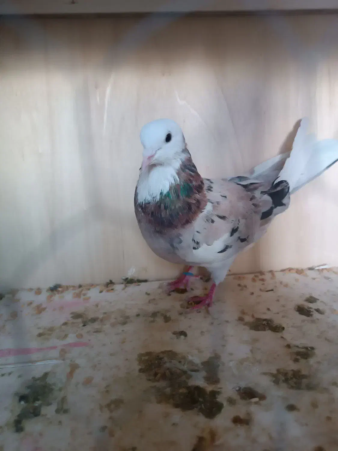 کبوتر پرشی وزینتی|پرنده|پرند, فاز ۳|دیوار