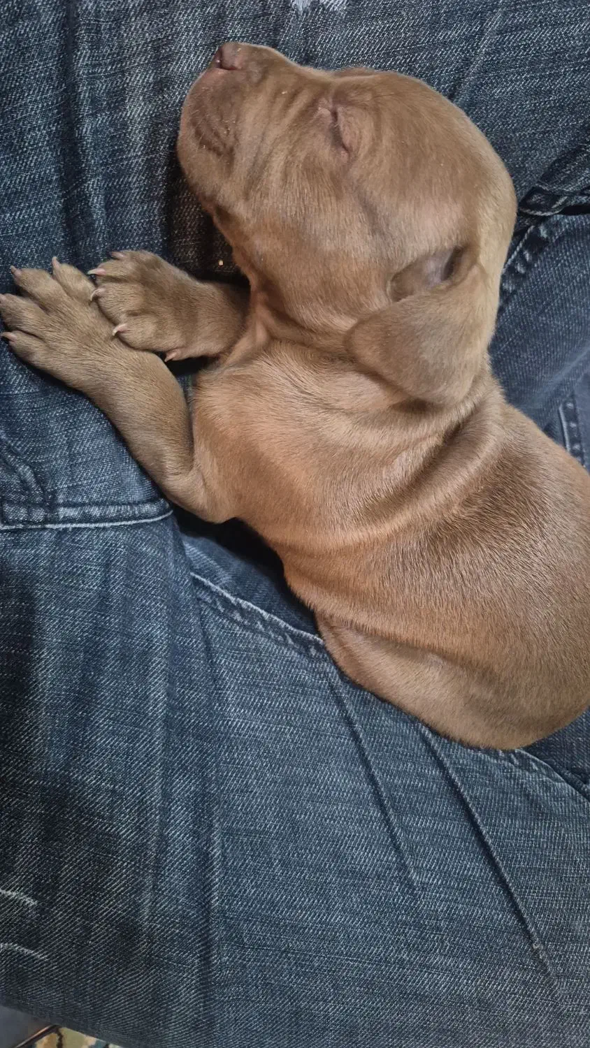 واگذاری ۱ جفت پیت بول اصل|سگ|یزد, |دیوار