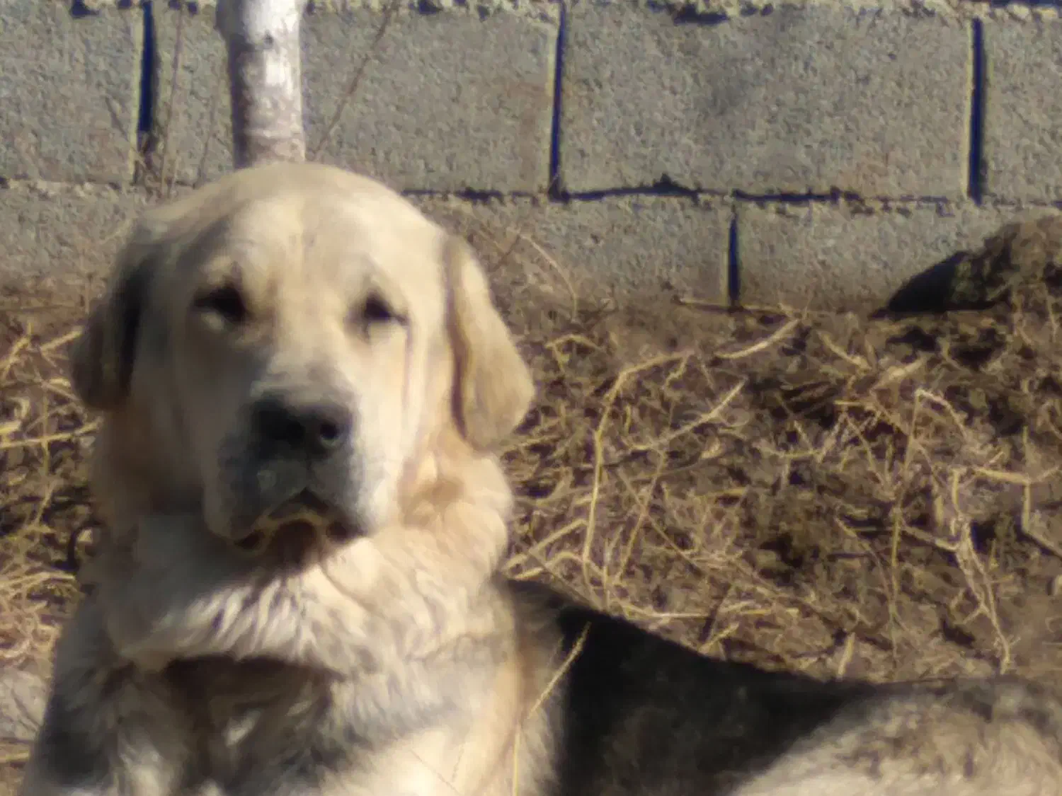 پژدر۱۷ ماهه|سگ|ماهدشت, |دیوار