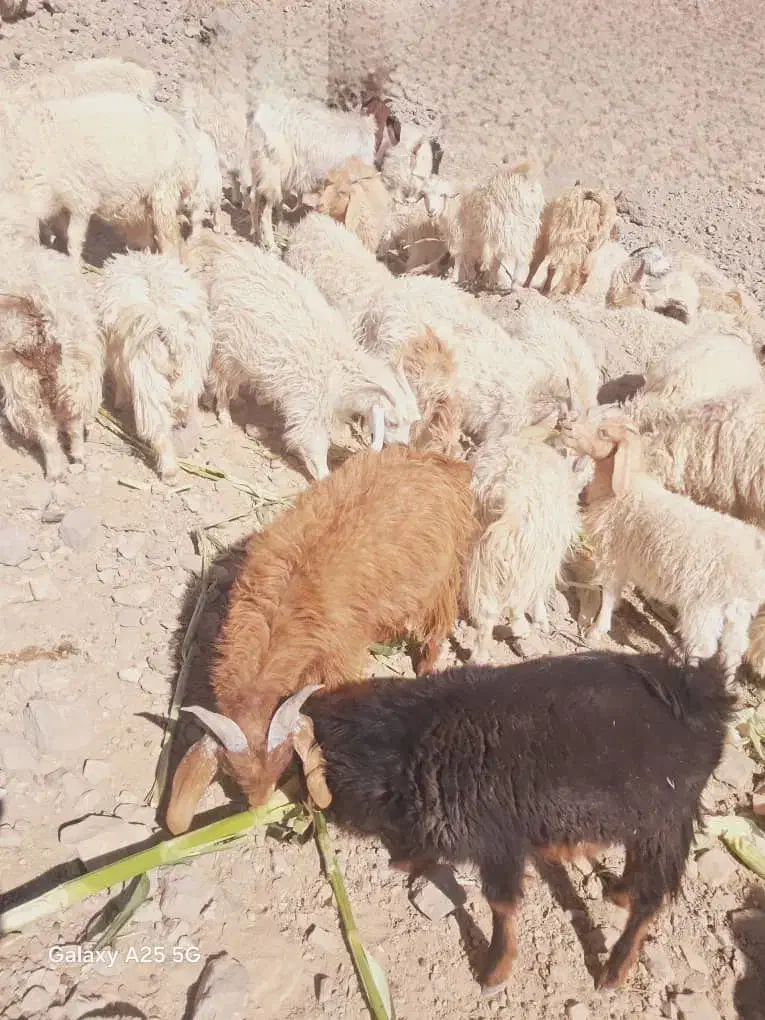 کهره فروشی|حیوانات مزرعه|ارزوئیه, |دیوار