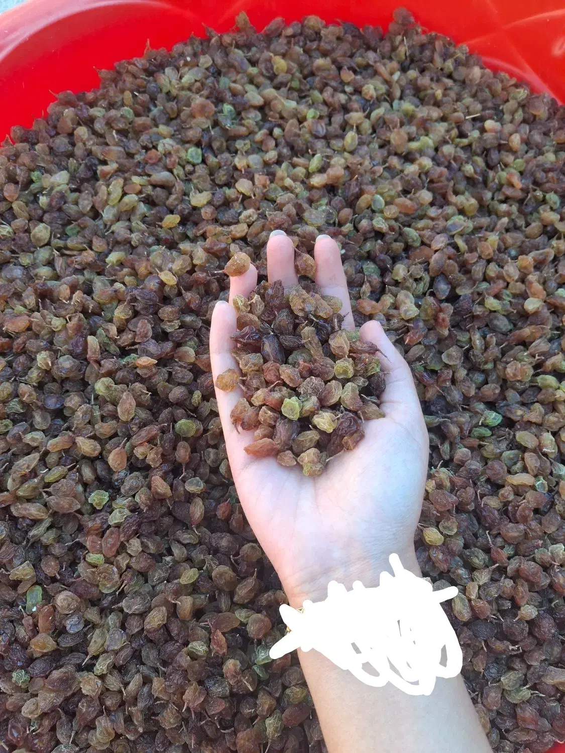 کشمش* در جه یک &*|خوردنی و آشامیدنی|سیسخت, |دیوار