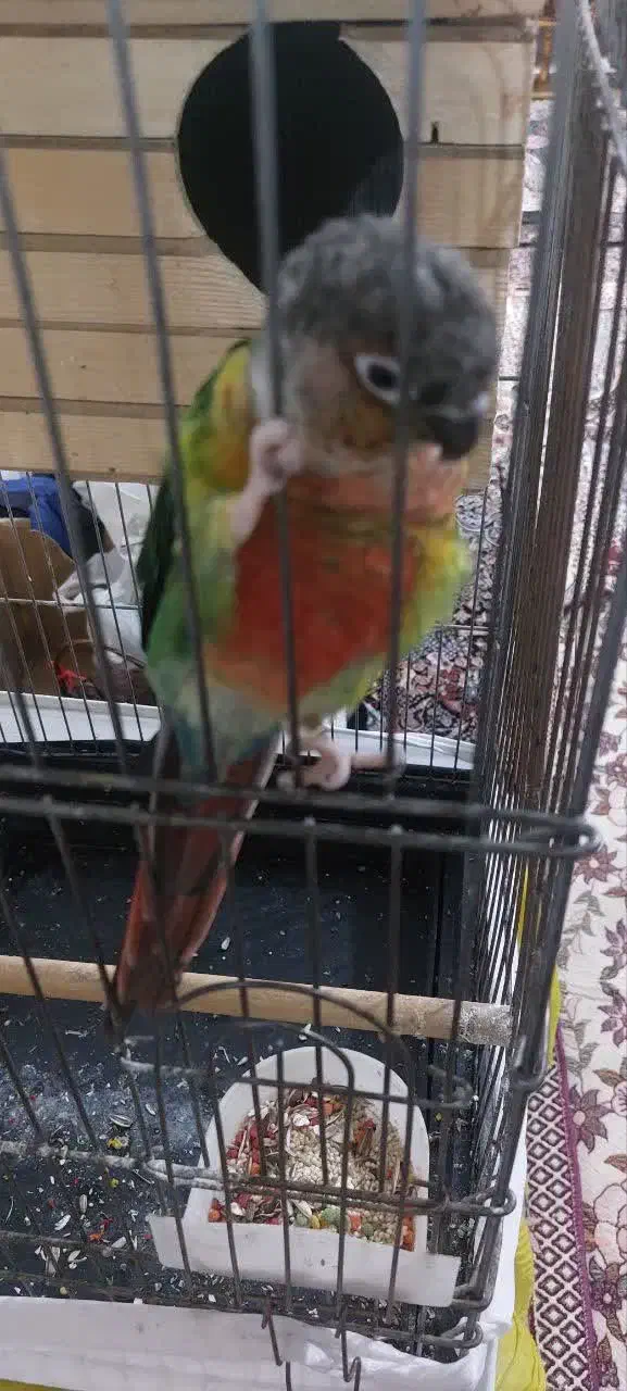 طوطی گیرینچیک جفت نر و ماده|پرنده|اسلام‌شهر, مظفریه|دیوار