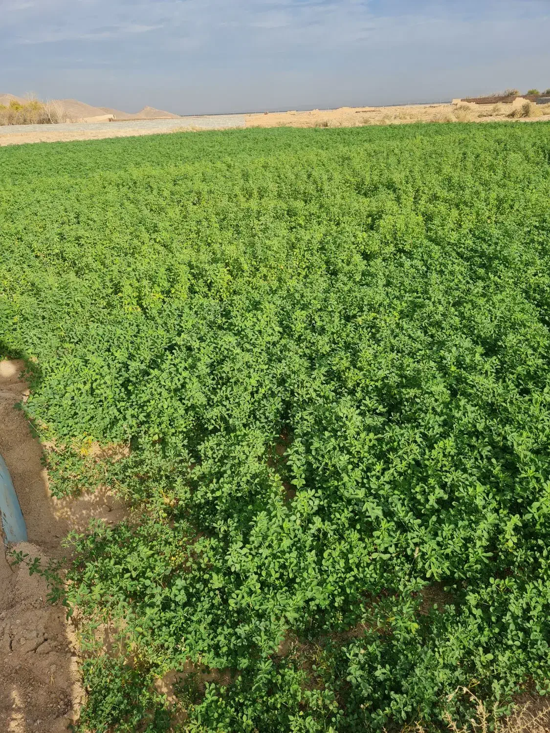 یونجه (علف درزه کرده)|عمدهفروشی|تفت, |دیوار