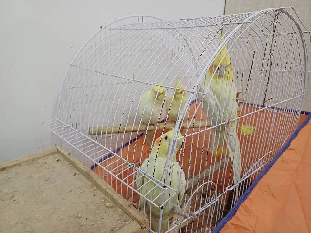 عروس هلندی|پرنده|رشت, باهنر|دیوار