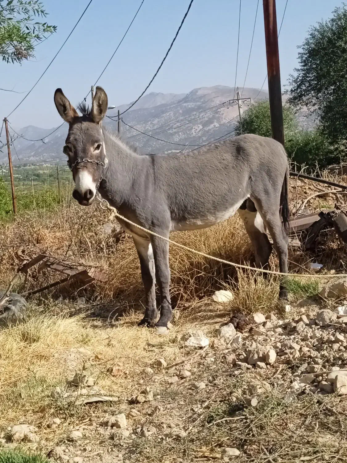 خر نر|حیوانات مزرعه|سپیدان, |دیوار