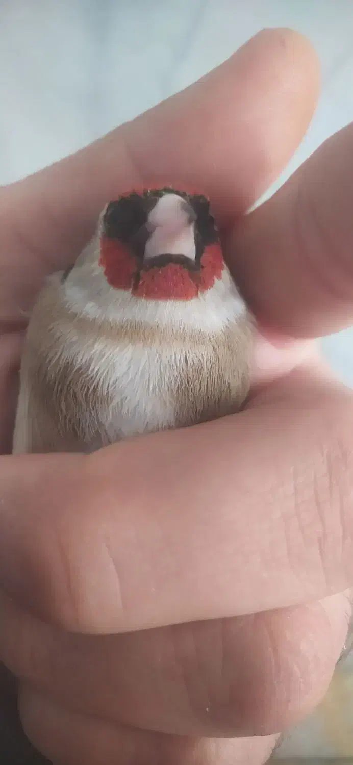 سهره|حیوانات|قروه, |دیوار