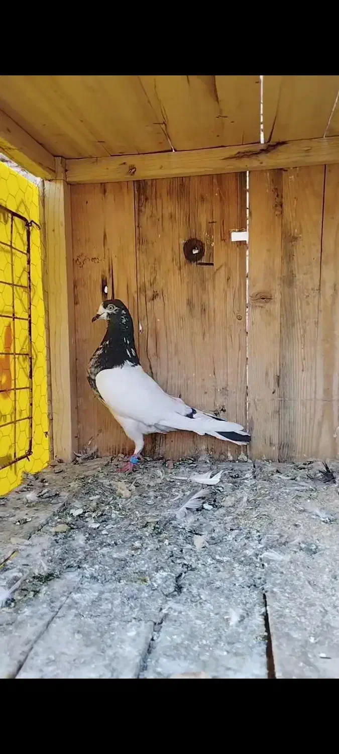 پرشی|پرنده|شاهرود, |دیوار